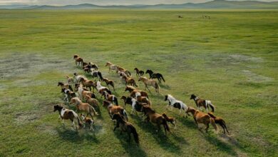 Horses gallop across the grasslands in western Mongolia