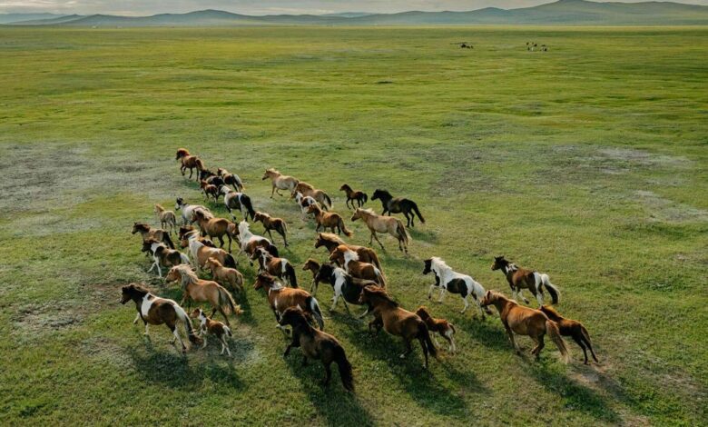Horses gallop across the grasslands in western Mongolia