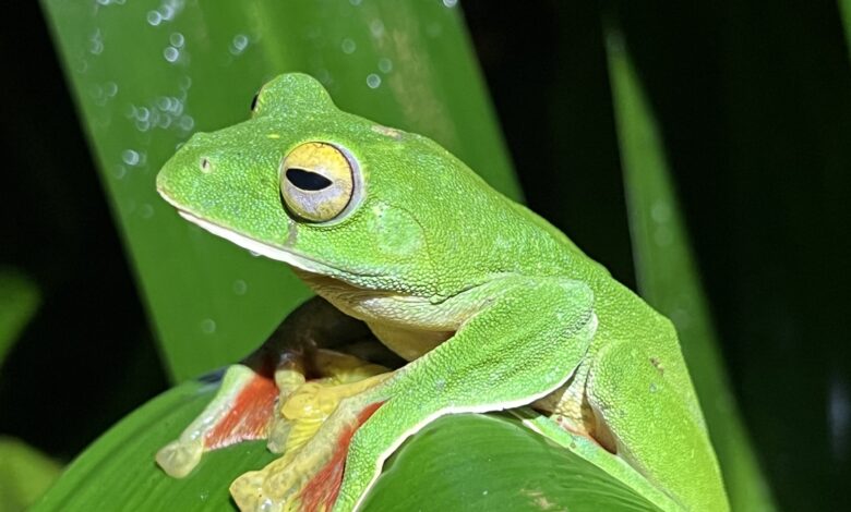 A Malabar gliding frog (Rhacophorus malabaricus)