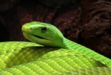 Green Mamba