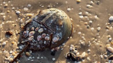 horseshoe crab