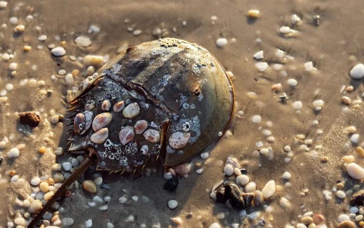 horseshoe crab