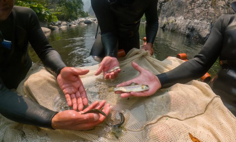 Biologists examine juvenile fish in Klamath river, California