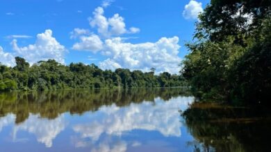 The Negro River, Amazon, Bolivia