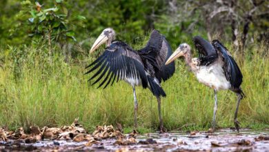Greater Adjutant Storck released in Cambodia