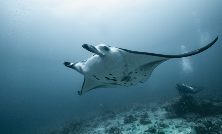 Manta ray swimming past diver in the Maldives