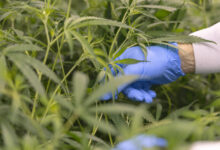 Cannabis Being Harvested Legally stock photo