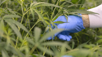 Cannabis Being Harvested Legally stock photo
