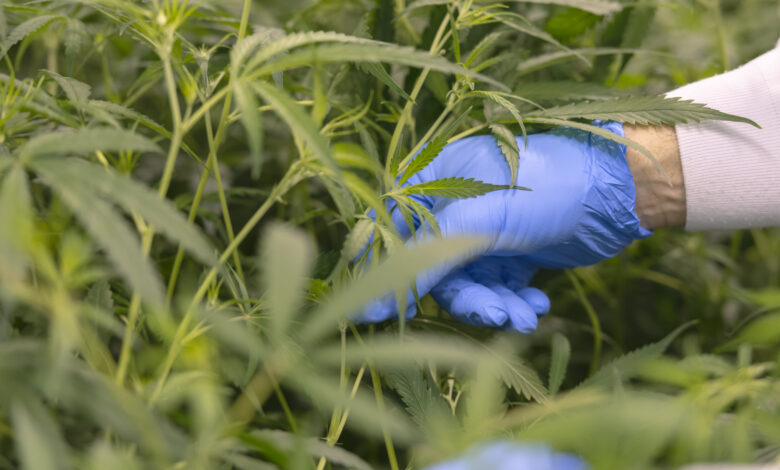 Cannabis Being Harvested Legally stock photo