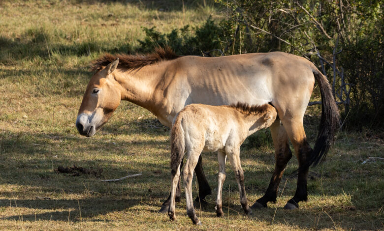 A young przewalkski's horse suckles from it's mother in the Iberian Highlands rewilding landscape, Spain.