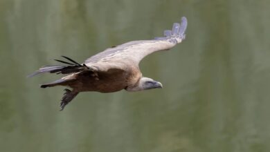 Griffon vulture