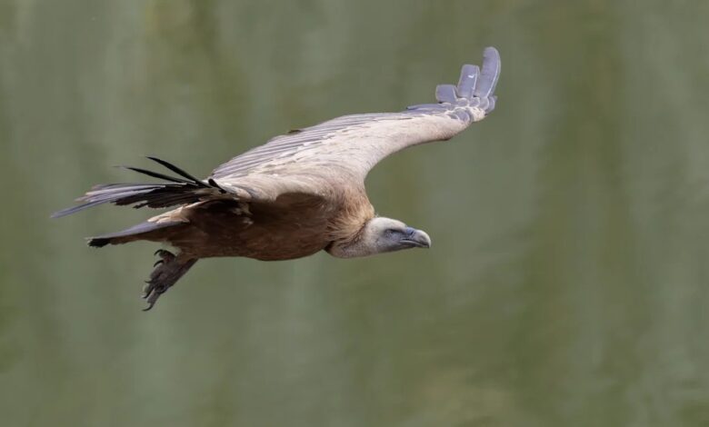Griffon vulture