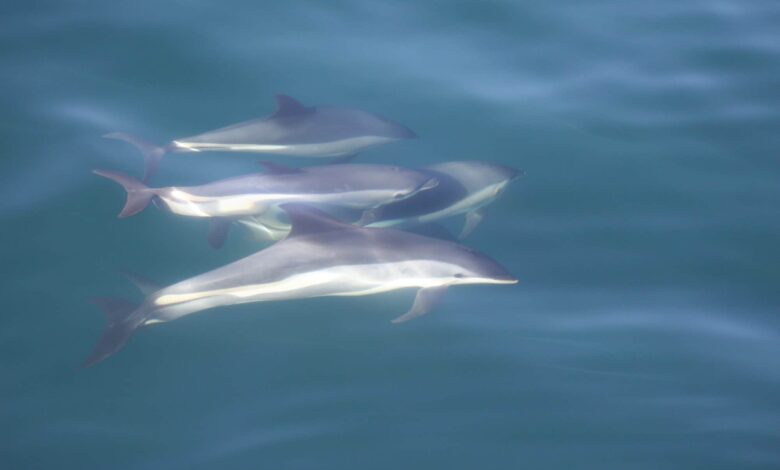 Atlantic white-sided dolphins