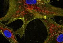 nanoflowers and mitochodria