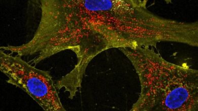 nanoflowers and mitochodria