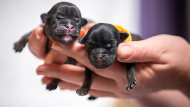 Two puppy newborns
