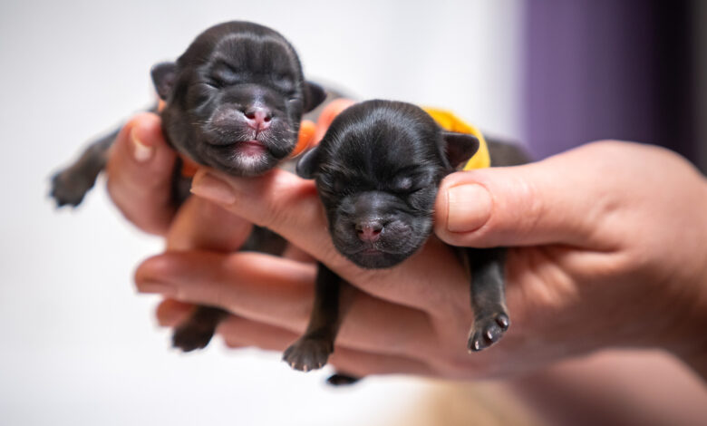Two puppy newborns