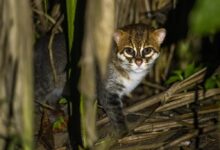 flat headed cat Thailand