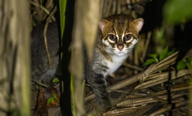 flat headed cat Thailand