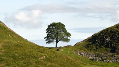 Sycamore tree on Hadrian's Wall in England