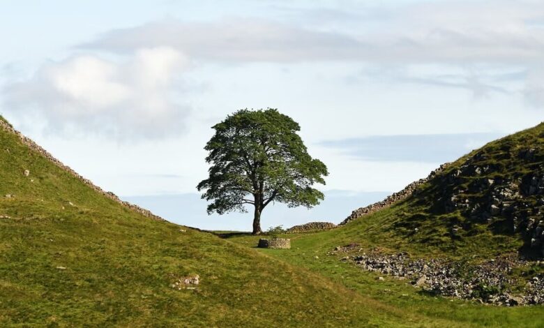 Sycamore tree on Hadrian's Wall in England