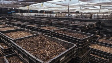 Maggots in containers