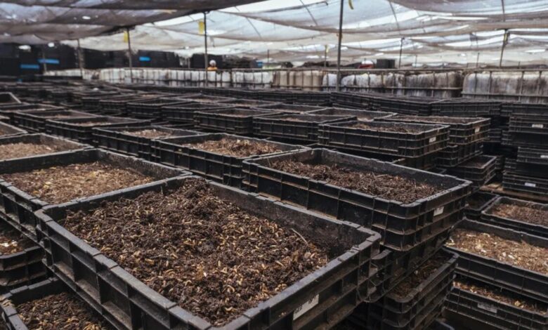Maggots in containers