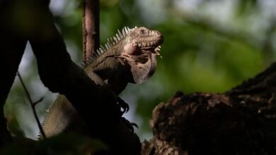 Lesser Antillean iguana