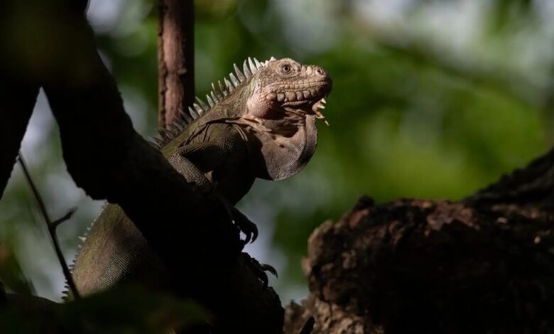Lesser Antillean iguana
