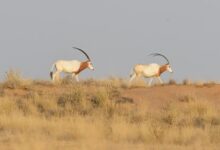 scimitar-horned oryx