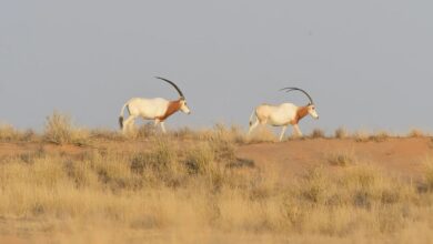 scimitar-horned oryx