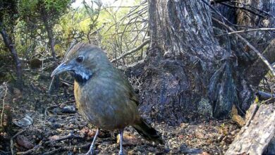 Western whipbirds