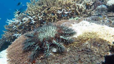 A crown-of-thorns starfish outbreak feeding on Acropora coral.