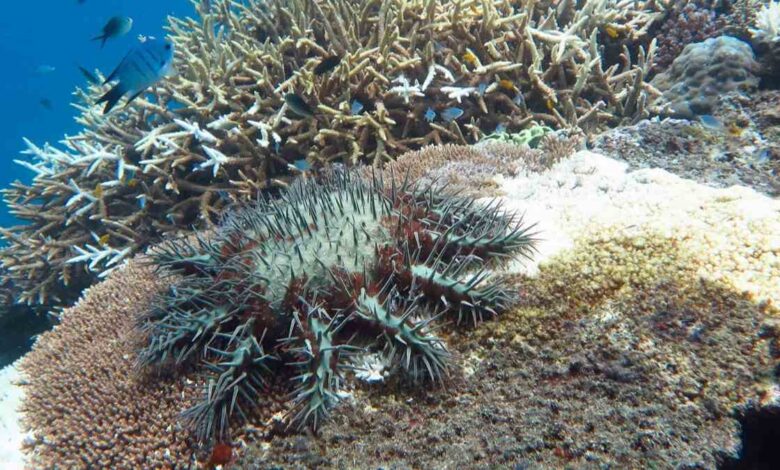 A crown-of-thorns starfish outbreak feeding on Acropora coral.