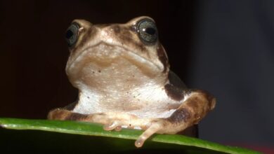 Luhomero Glandular Tree Toad