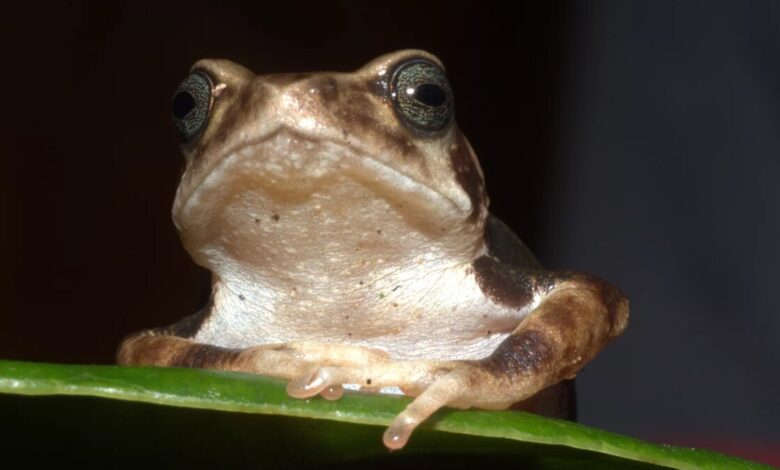 Luhomero Glandular Tree Toad