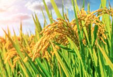 Ripe rice fields and natural scenery on an autumn farm.