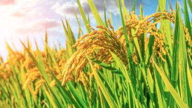 Ripe rice fields and natural scenery on an autumn farm.