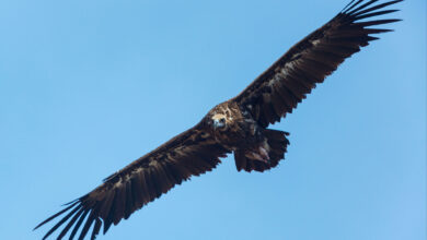 JUAN CARLOS MUÑOZ ROBREDO