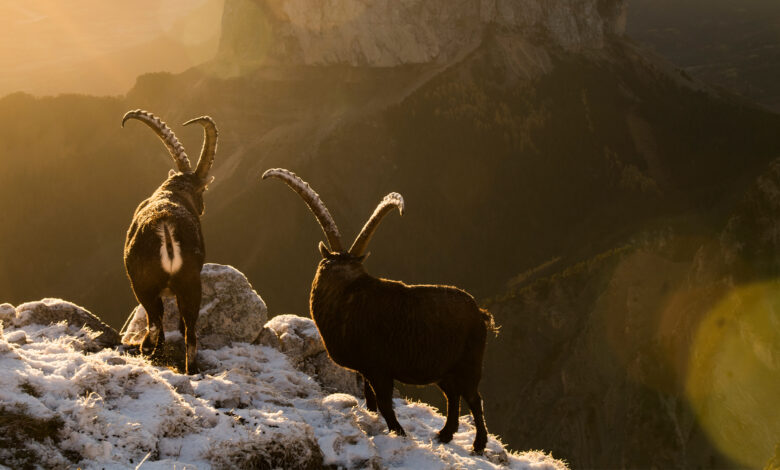 Two male ibex in front of Mont Aiguille in the Dauphiné Alps, France