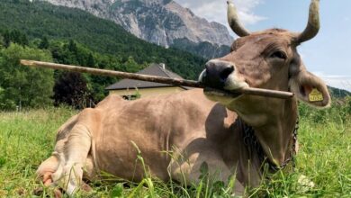 cow Veronica using a tool