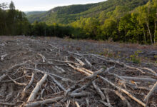 Logging in the White Mountain National Forest