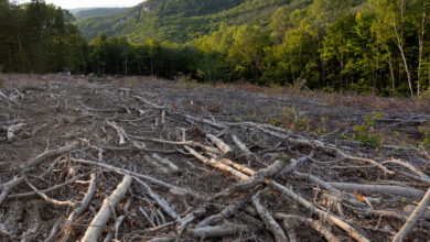 Logging in the White Mountain National Forest