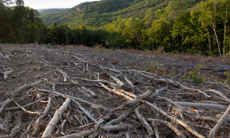 Logging in the White Mountain National Forest