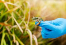 Green and golden bell frog Australia