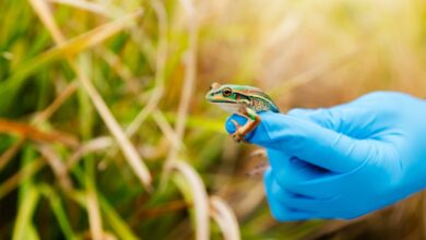 Green and golden bell frog Australia