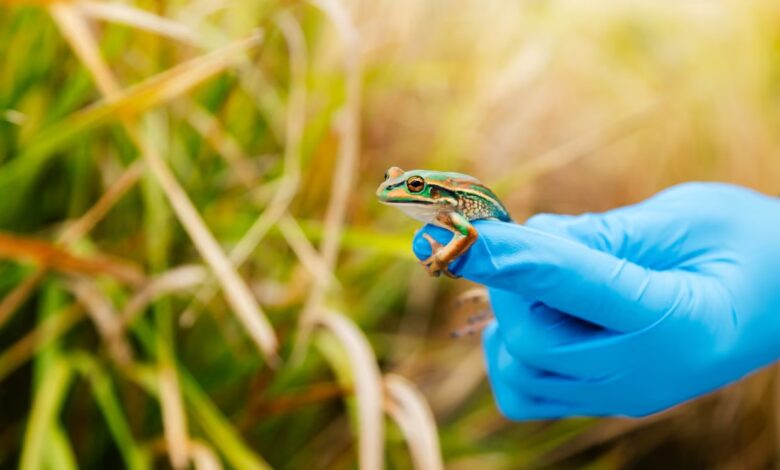 Green and golden bell frog Australia