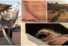 Red neck ostrich re introduced in SA