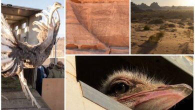 Red neck ostrich re introduced in SA