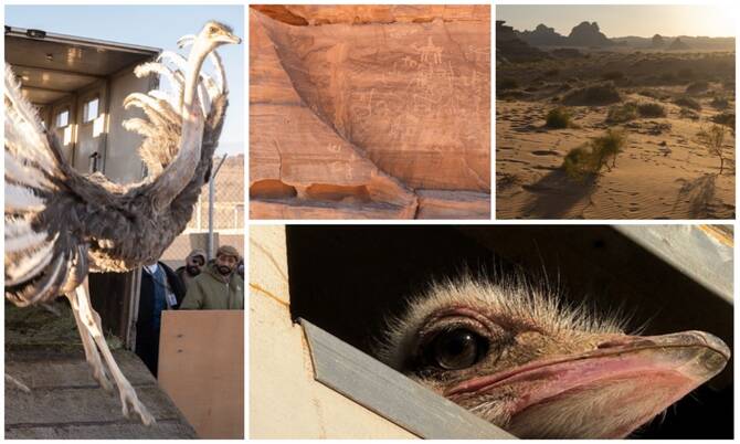 Red neck ostrich re introduced in SA